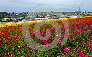 Rows of colorful flowers grow in Carlsbad