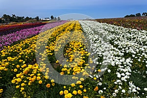 Rows of colorful flowers grow in Carlsbad