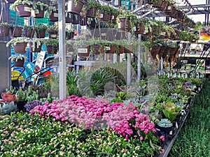 Rows of colorful flowers and plants for sale at a garden nursery
