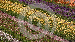 Rows of colorful Tulip flowers at Windmill island gardens in Holland, Michigan. during springtime