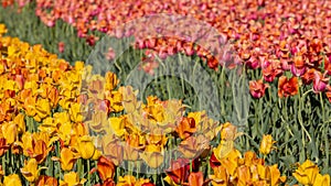 Rows of colorful Tulip flowers at Windmill island gardens in Holland, Michigan.during springtime