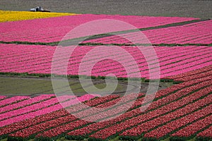 Rows of colorful Tulips carpet the Skagit Valley in western Washington state.