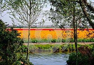 Rows of colorful tulips growing in a flower field near Keukenhof Gardens, Lisse, South Holland