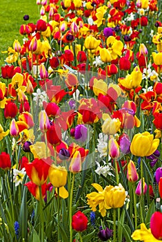 Rows of colourful blooming tulips in the garden