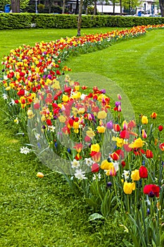 Rows of colourful blooming tulips in the garden