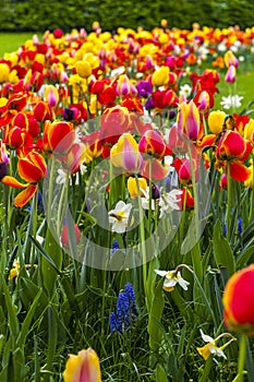 Rows of colourful blooming tulips in the garden