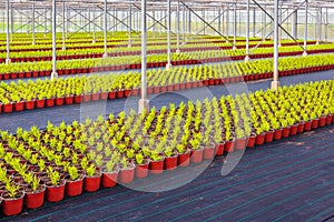 Rows of conifer sprouts in a greenhouse