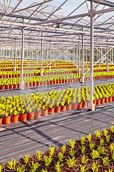 Rows of conifer sprouts in a greenhouse