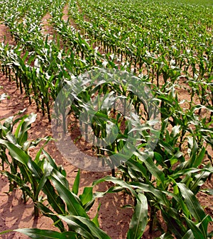 Rows of Corn