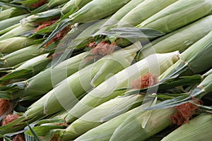 Rows of Corn