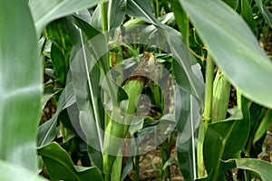 Rows of corn and cobs on the stems of a plant.