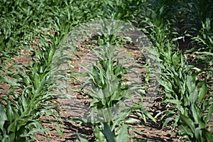 Rows of corn in a corn field
