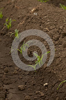 Rows Corn of Crops Growing