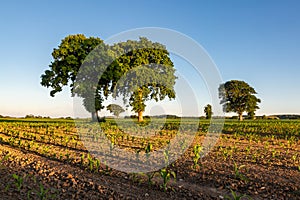 Rows of corn crops growing in the Sussex countryside, on a sunny summer\'s evening photo