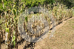 Rows of Corn Drying