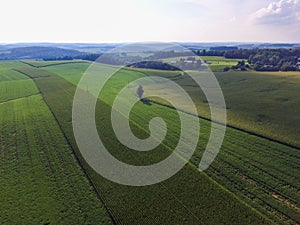 Rows of Corn on Farmland in a Southern York County Town Shrewsbury, Pennsylvania