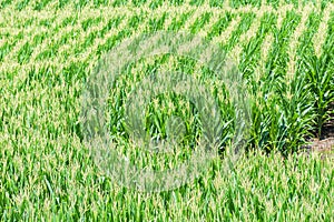 Rows of Corn Growing in Tennessee Summer