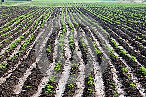 Rows of corn or maize plants