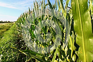 Rows of Corn in Northern Illinois