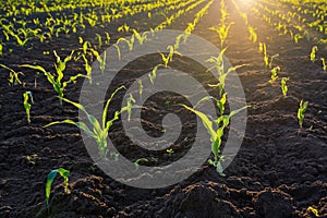 Rows of corn plants in a fertile field with dark soil under a beautiful warm sun