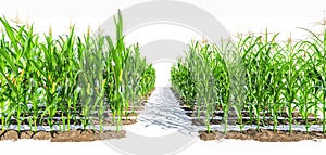 Rows of corn plants with green cobs on a white background.