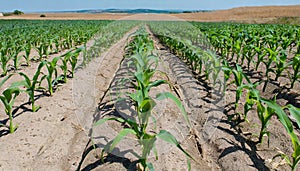 Rows of corn plants growing on a field