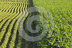 Rows of corn and soybeans in afternoon sunlight