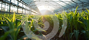 Rows of crop seedlings in a greenhouse. Agricultural plants grow in ideal conditions and protected from extreme weather