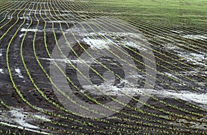 Rows of crop seedlings stand