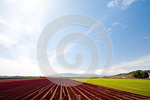 Rows of Crops Under Blue Sky