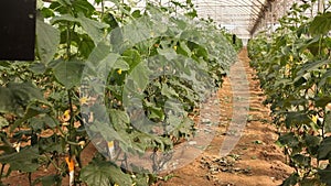 Rows of cucumber plants growing in large commercial greenhouse. Industrial vegetables cultivation