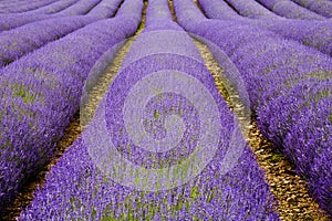 Rows of Cultivated Lavender