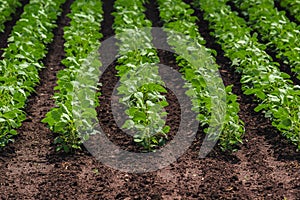 Rows of cultivated soy bean crops