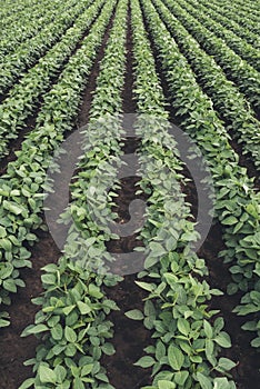 Rows of cultivated soybean crops in diminishing perspective