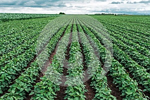 Rows of cultivated soybean crops in diminishing perspective
