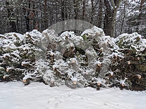 Rows of cut down Christmas trees covered with fresh snow for sale and pickup at a farm.