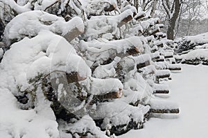 Rows of cut down Christmas trees covered with fresh snow for sale and pickup at a farm.
