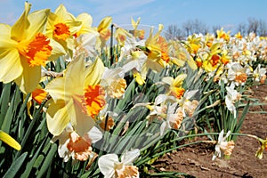 Rows of Daffodils