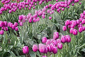 Rows of deep pink spring tulips in a large field of tulips