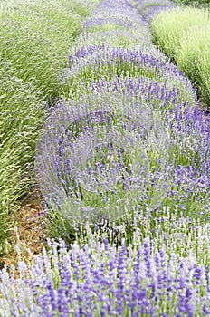 Different varieties of Lavender plants