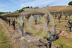 Rows of dormant old-vine Zinfandel vines in Sonoma County California