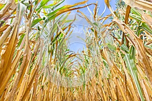 Rows of dried corn plants bottom view