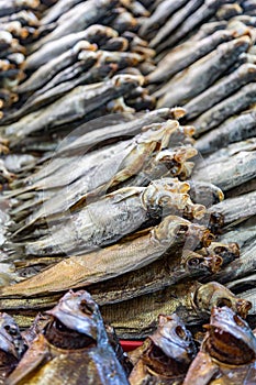 Rows of dried fish
