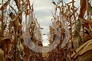 Rows of dried maize plants ready to harvest