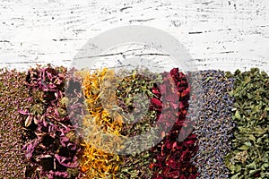 Rows of dry medicinal herbs on white board. Top view