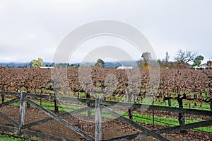 Rows of dry trees in a vineyard in Napa Valley, California
