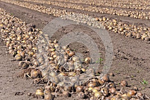 Rows with drying onions ready for harvesting