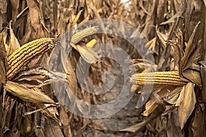 Rows of ears of yellow corn on the cob kernels in agricultural with dried brown leaves and husks