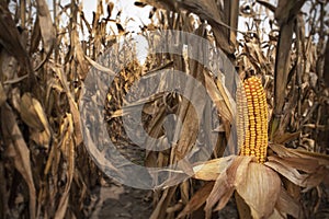 Rows of ears of yellow corn on the cob kernels in agricultural with dried brown leaves and husks