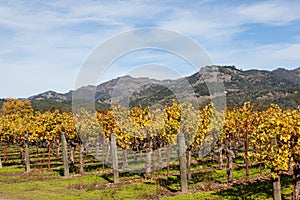 Rows of Fall Grape Vines